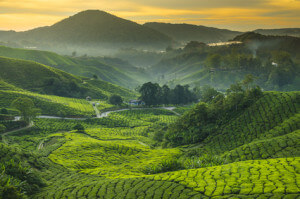 grüner tee Tee Plantage Cameron highlands, Malaysia