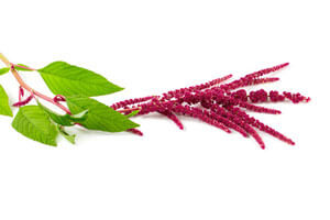 Amaranth-Pflanze