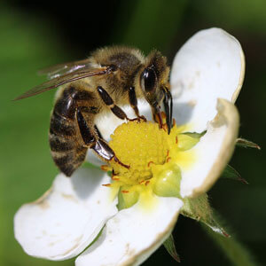 Biene-auf-Blüte