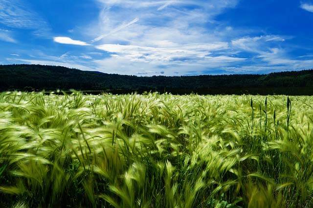 Gerstengras Wächter der Gesundheit