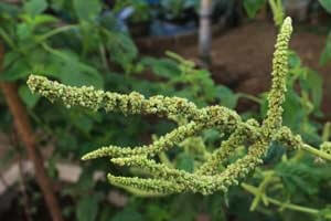 Amaranth-Pflanze