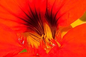 Kapuzinerkresse-Blütenkelch