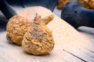 Maca-Knolle