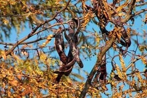 Carob-Baum