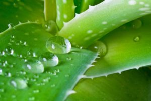 aloe-vera-pflanze