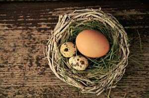 eier