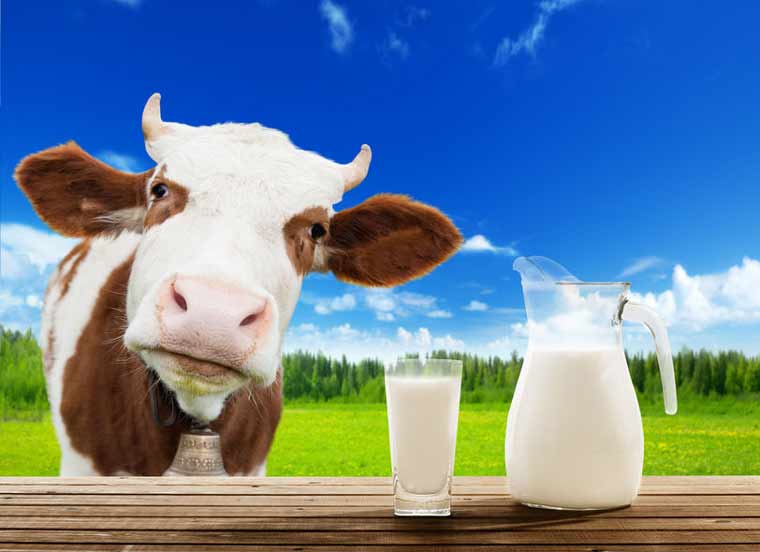 colostrum