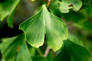 ginkgo