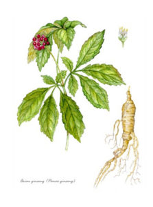 ginseng-bluete