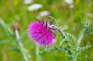 mariendistel