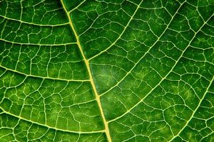 chlorophyll