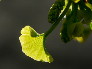 ginkgoblatt