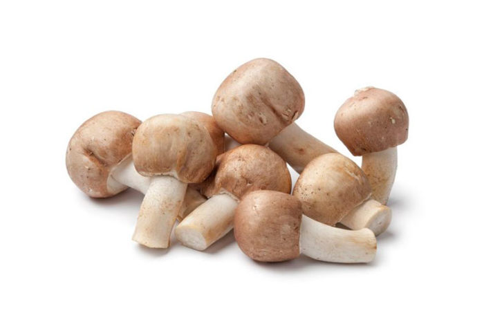 Agaricus blazei murrill (ABM) – Speise-Heil & Vitalpilz