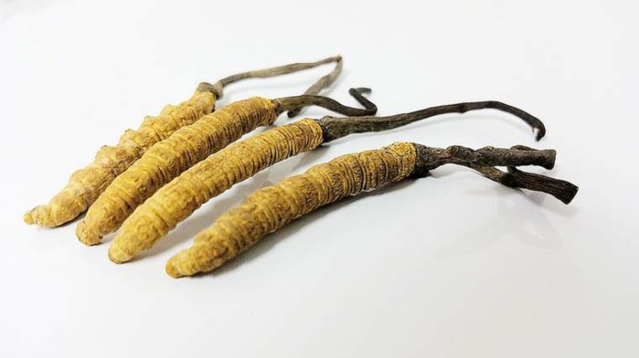 Cordyceps – Wirkung & Anwendung des Heilpilzes