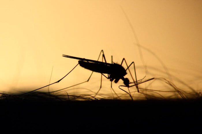 Mit der richtigen Ernährung gegen Parasiten und Würmer vorgehen